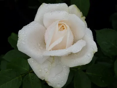 Julia Child Rose - Evergreen Nursery