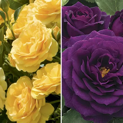 Buy Julia Child Floribunda Rose - Roses | Spring Hill Nurseries