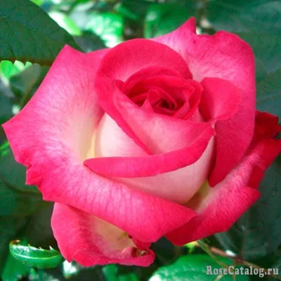 ROSE, 'JULIA CHILD' 3G-GROWERS OUTLET WILLIS, TEXAS - Growers Outlet Willis  Texas