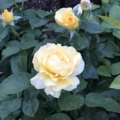 Paeonia 'Julia Rose' | Julia Rose Itoh Peony | Gateway Garden Center