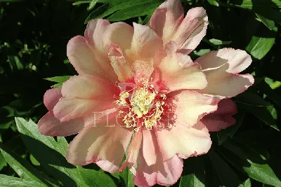 Free Images : nature, spring, love, colorful, flower, flowering plant,  Julia child rose, garden roses, petal, pink, floribunda, rose family, red,  natural environment, rosa centifolia, rose order, botany, Hybrid tea rose,  leaf,