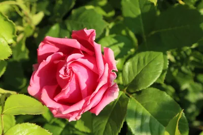 Julia Child Rose