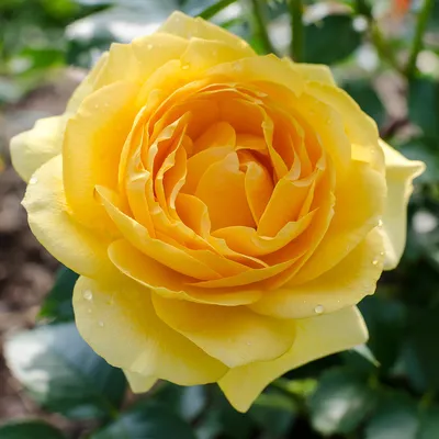 Julia Child Roses for Sale | FastGrowingTrees.com