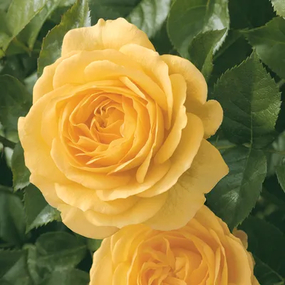 Julia Child® 36 Inch Tree Rose, Tree Roses: Edmunds' Roses