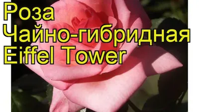 Открытка \"С Юбилеем!\" накладной элемент, глиттер, розы, Эйфелева башня, А4  купить за 50 рублей - Podarki-Market