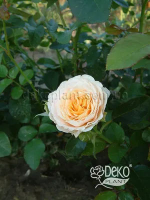 Роза Excalibur (Экскалибур) - Английские - Саженцы роз, ягодных, фруктовых  и декоративных культур - Dekoplant