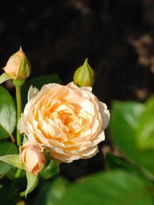 Роза на штамбе Экскалибур (Excalibur) высота 1-1.2 м купить в Украине с  доставкой | Цена в Svitroslyn.ua