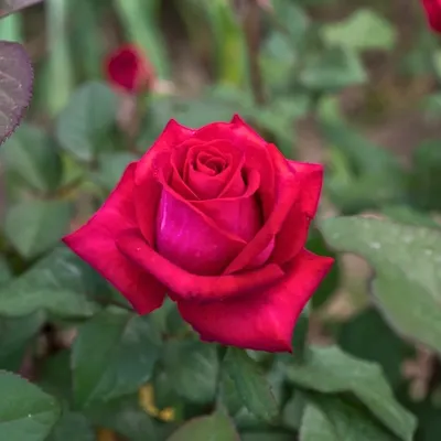 Роза чайно-гибридная Экскалибур – купить за 240 руб.
