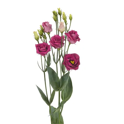 Дельфиниум Экскалибур Лилак Роуз Вайт Би (Excalibur Lilac Rose White Bee)  семена купить в Украине | Веснодар