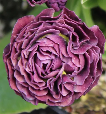 Nayura Rosa Excalibur-Skaly