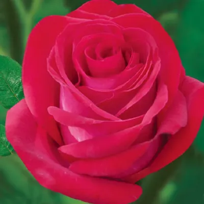 102 розы в саду 🌹 Маджори Маршал. Шраб. Моя кудесница | Цветочница Анюта  🌹 | Дзен