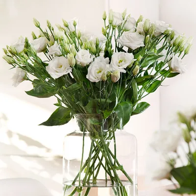 Lisianthus Excalibur - Lisianthus