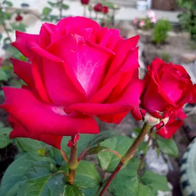 Роза чайно-гибридная Экскалибур — Рассада цветов и овощей.