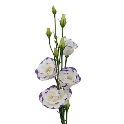 Delphinium elatum Excalibur Lilac Rose … – License image – 12975867 ❘ Image  Professionals