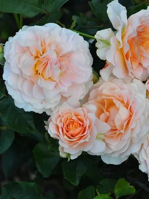 Роза на штамбе Экскалибур (Excalibur) высота 1,4-1,6 м купить в Украине с  доставкой | Цена в Svitroslyn.ua