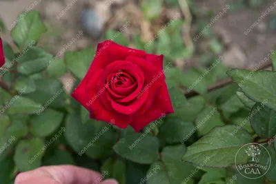 Роза Экскалибур (ч.-гибрид.,красн)