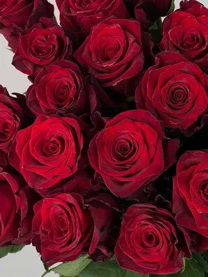 Цветы «Роза Эквадор «Explorer» (100 см)» с доставкой