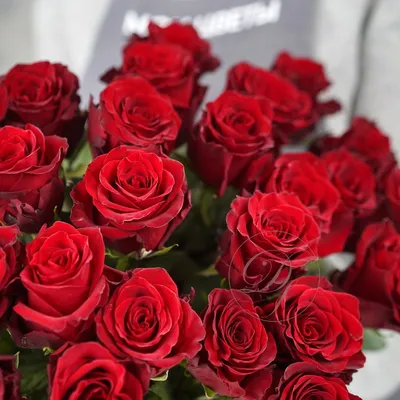 Роза Эксплорер купить в Москве с доставкой | Интернет-магазин цветов  dakotafora.com