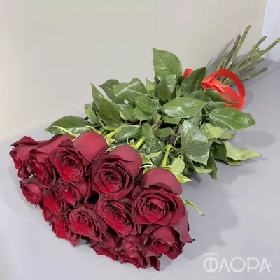 Роза Эксплорер 60 см