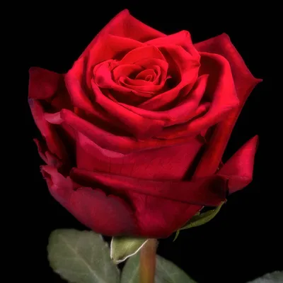 Доставка Роза Эксплорер 60 см из Scarlet flower в Гродно | Carte.by