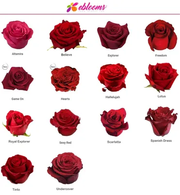 15 красных роз Эксплорер 80 см в упаковке | купить недорого | доставка по  Москве и области | Roza4u.ru