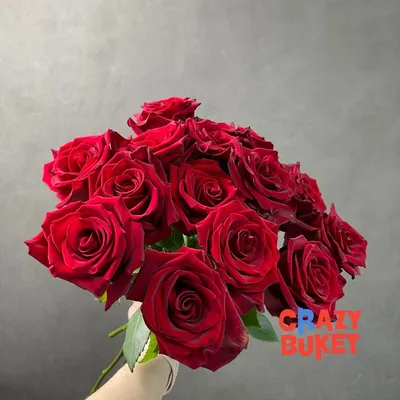 Розы Эксплорер | Купить с доставкой по низкой стоимости в ЛНР Доставка  цветов #1 в Луганске