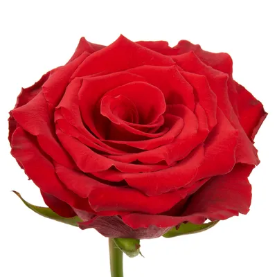 А) 101 Роза \"Эксплорер\" 60 см (Эквадор) (Премиум) и скидки в интернет  магазине цветов Роз Новоросс