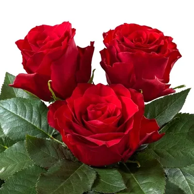 Explorer | Red Rose - Rosas del Corazón
