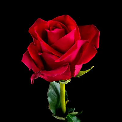Роза \"Эксплорер\" - цена, купить цветы упаковками с доставкой в Москве -  магазин ПРОСТОЦВЕТЫ