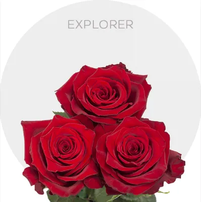 А) 21 Роза \"Эксплорер\" 70 см (Эквадор) (Премиум) и скидки в интернет  магазине цветов Роз Новоросс