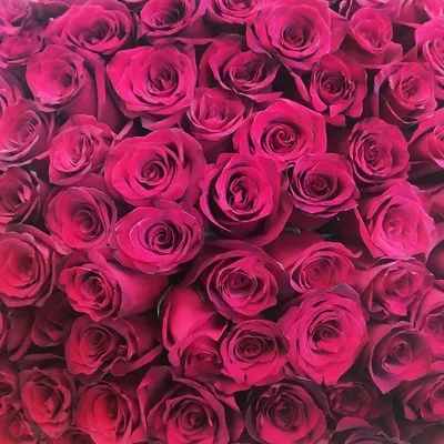 Купить 51 высокая Голландская роза Эксплорер с доставкой в Курске, каталог  Букеты с розами - «MarnaFlowers».