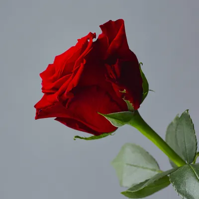 Red Explorer Roses 50-70 cm | BellevueRoses.com