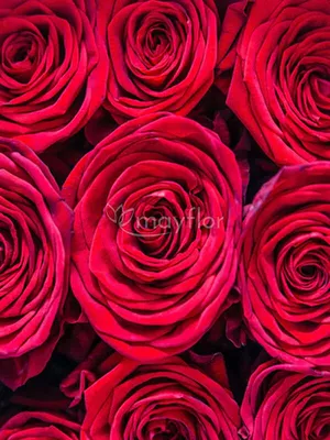 Букет 101 бордовая роза Explorer (80см) premium купить с доставкой в СПб