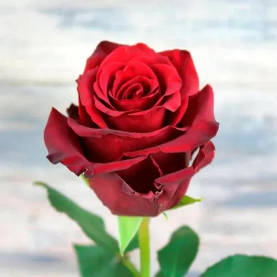 Роза Эксплорер 60см - Доставкой цветов в Москве! 114682 товаров! Цены от  487 руб. Цветы Тут