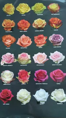 ✓ 19 Элитных роз сорта Carrousel (Эквадор) ◈ Купить он-лайн в  интернет-магазине цветов Цветариус ◈ Цена - 2 700 руб. ◈ (Артикул - бц061)