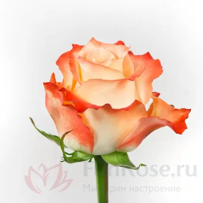 Оранжевые розы (Эквадор), сорт \"Хай Мэджик\", \"Хай Интенс\"