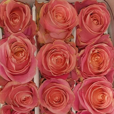 Какие розы лучше Кения или Эквадор - Milele Flowers - кенийские розы оптом,  купить цветы оптом от производителя с доставкой в Ваш регион