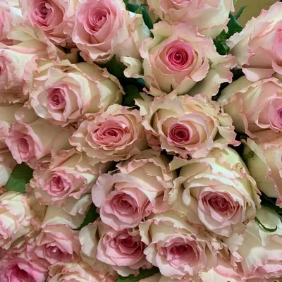 Розы марсала с большим бутоном - 59р, шикарные в СПб