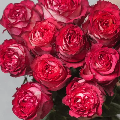 ✓ 101 Элитная роза Freedom (Эквадор) ◈ Купить он-лайн в интернет-магазине  цветов Цветариус ◈ Цена - 16 500 руб. ◈ (Артикул - )