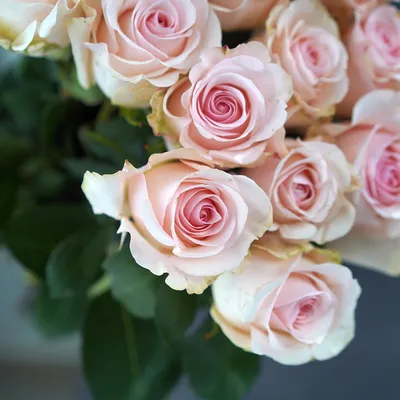 51 белая роза Эквадор в красивой упаковке