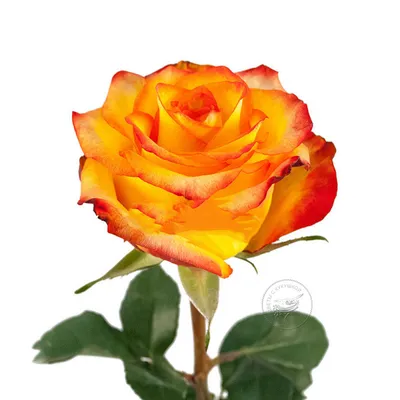 Роза (Эквадор) Игуаза - Цветочный 24