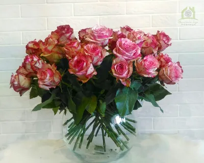 17 роз Эквадор премиум качество сорта Эсперанса с бесплатной доставкой на  дом из «ВкусВилл» | Санкт-Петербург