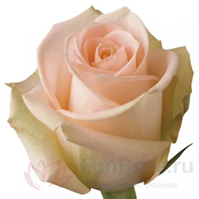 Розы эквадор в ассортименте (35 шт 60см) – купить по цене 7900 руб. |  АртБукет