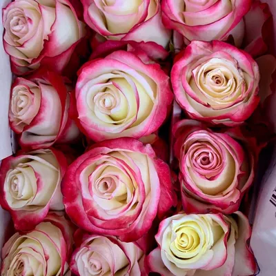 Букет красивых розы в Кинешме | Заказать розы в Кинешме