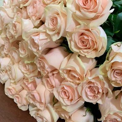 Пионовидная роза Эквадор KAHALA 40см | Купить розы в Челябинске
