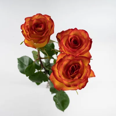 Купить «Белые розы Эквадор» из категории «Розы» в «Уфе» - «Цвет настроения»