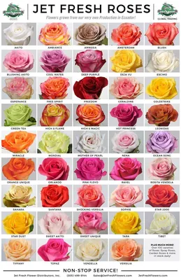 Роза розовая Эквадор сортовая - Магазин цветов \"Ириска\"