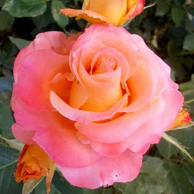 Роза чайно-гибридная Экзотика — Рассада цветов и овощей.