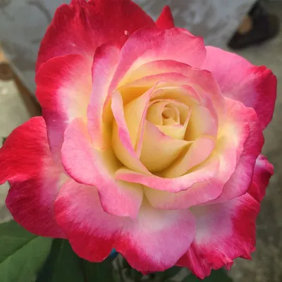 Экзотические розы от разнообразий зелен-розовой элиты современных в букете  как подарок Справочная информация Стоковое Изображение - изображение  насчитывающей кровопролитное, случай: 142637137