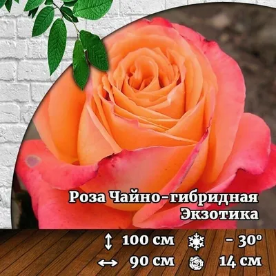 Пионовидные розы, маттиола, экзотика